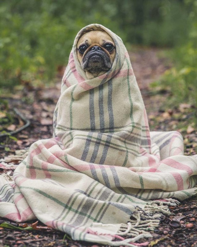 A pug wrapped in a blanket — drag the slider to pixelate it